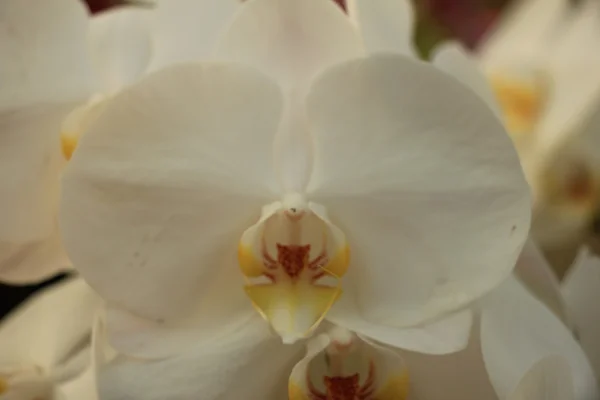 Bílá phalaenopsis orchideje — Stock fotografie