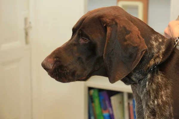 German Shorthaired Pointer Male — Stock Photo, Image