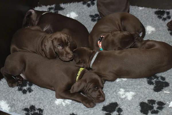 Alemão shorthaired pointer filhotes — Fotografia de Stock