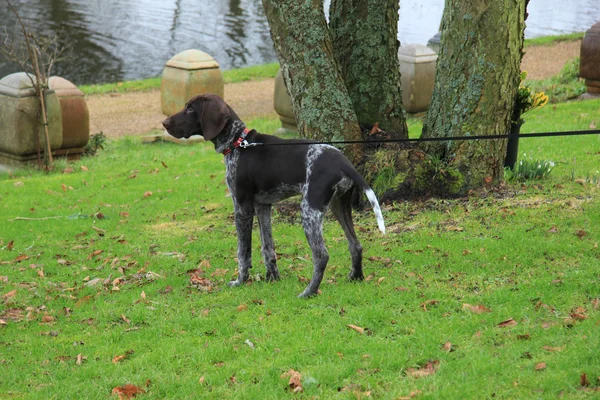 German Shorthaired Pointer — Stock Photo, Image