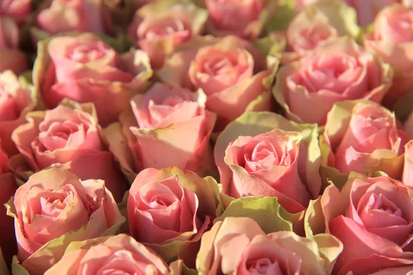 ピンクのバラ、ブライダルの配置 — ストック写真