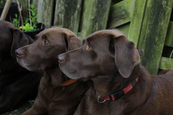 Labradores marrones chocolate — Foto de Stock