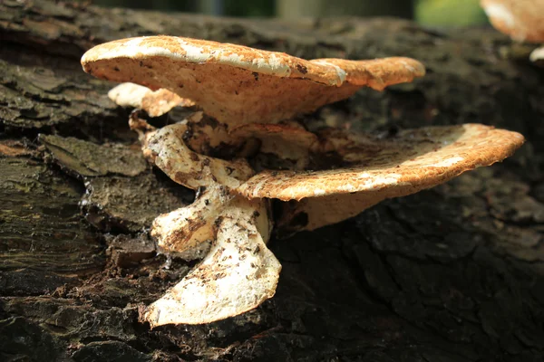 Mushroom on wood — Stock Photo, Image