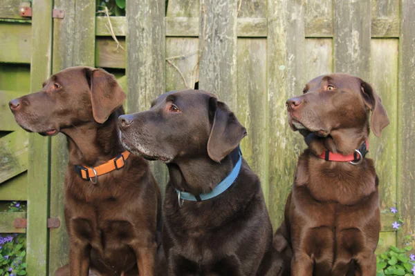 Labrador üçlü çikolata — Stok fotoğraf