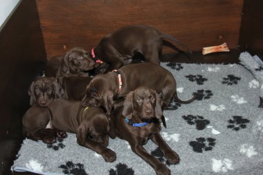 Alman Shorthaired Pointer yavruları