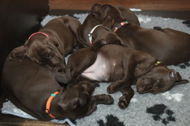 Alman Shorthaired Pointer yavruları