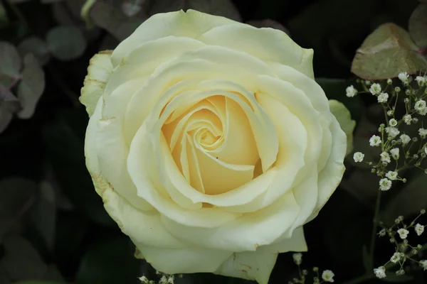 Rosa blanca de cerca — Foto de Stock