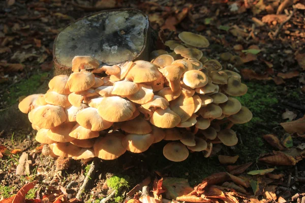 Funghi di gruppo in una foresta di autunno — Foto Stock