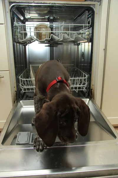 食器洗い機の犬 — ストック写真