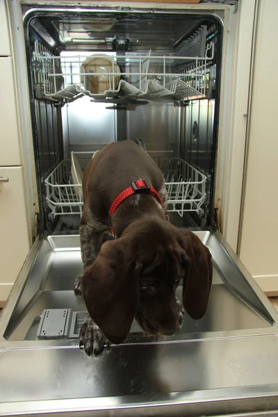 Vaatwasser hond bij de afwas — Stockfoto