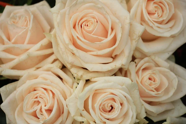 Χλωμό ροζ τριαντάφυλλα — Φωτογραφία Αρχείου