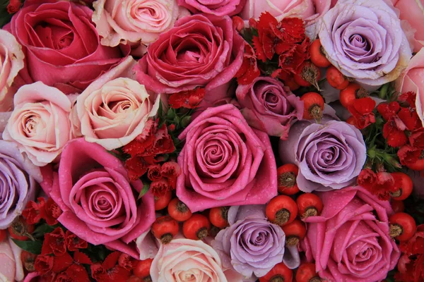 Brud rosor i rosa och lila — Stockfoto