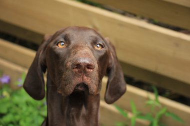 Alman shorthaired ibre