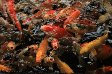 Koi Carps çeşitli renklerde 