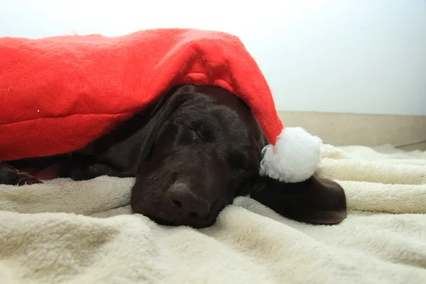 Σκύλος ονειρεύεται Santa — Φωτογραφία Αρχείου