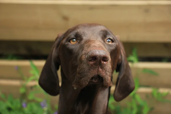 Rövidszőrű német Vizsla — Stock Fotó