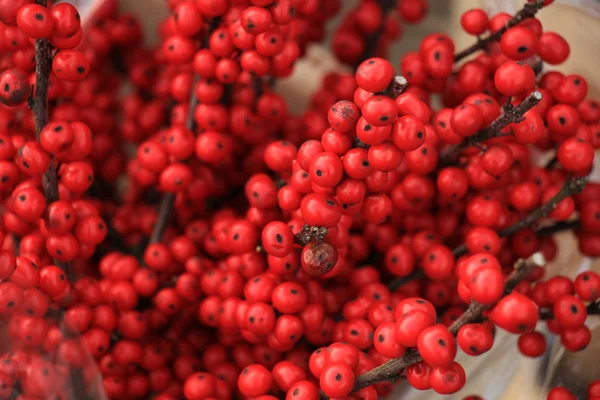 Red Christmas berries — Stock Photo, Image