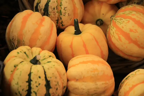 Decorative pumpkins for thanksgiving — Stock Photo, Image