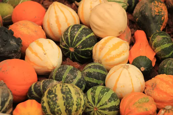 Zierkürbisse für die Herbstdekoration — Stockfoto