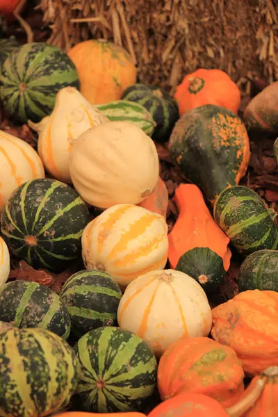 Abóboras decorativas para decorações de outono — Fotografia de Stock