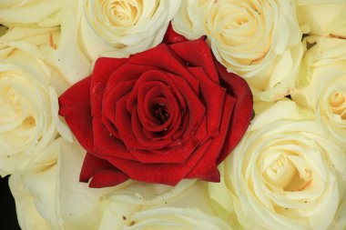 kırmızı ve beyaz Güller