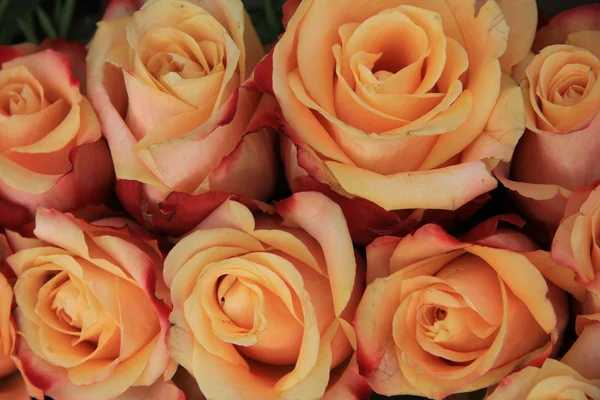 Rosas de casamento multicoloridas — Fotografia de Stock