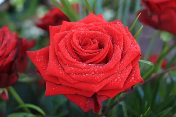 Велика Мокра Червона Троянда Після Дощу — стокове фото