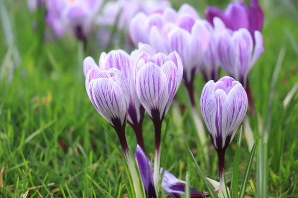 草丛中的一组紫色白色番红花 — 图库照片