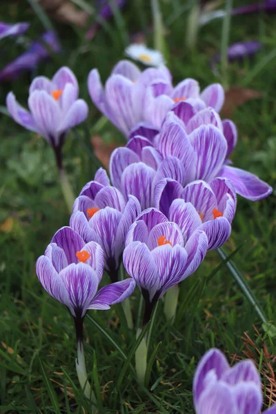 草丛中的一组紫色白色番红花 — 图库照片