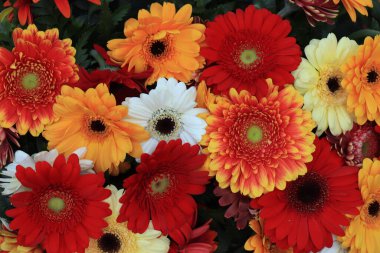 Karışık çiçek aranjmanı: düğün için farklı renklerde gerberalar