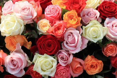 Düğün çiçekleri: çeşitli parlak renklerde güller