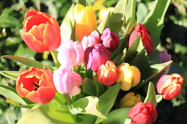 Colorido Ramo Tulipanes Que Representa Colores Primavera — Foto de Stock