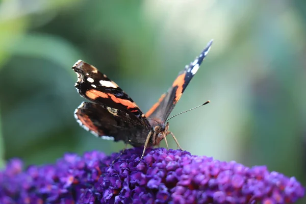 Atalanta Red Admiral Purple Summer Lilac — Stock Photo, Image