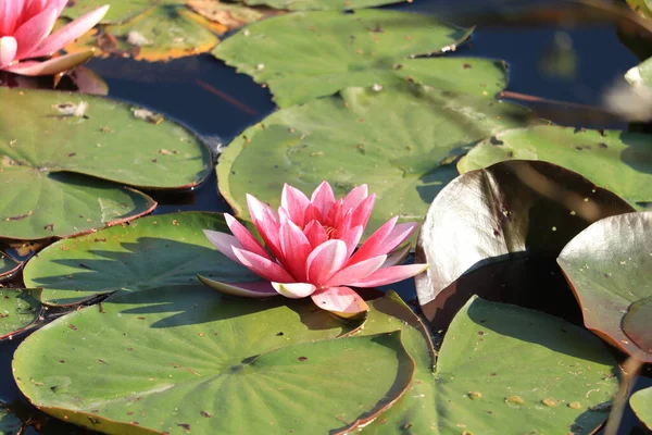 Pembe nilüferler güneşli bir gölde yüzerler