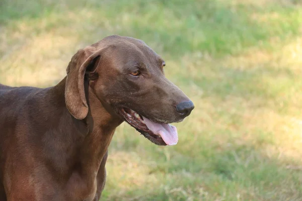 Duitse Kortharige Pointer Jaar Oude Vaste Lever Vrouwelijke Hond — Stockfoto