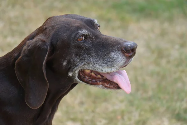 Duitse Kortharige Pointer Jaar Oud Senior Teef Hond — Stockfoto