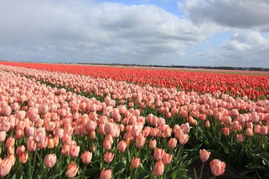 Tarladaki pembe laleler: Tarım alanında büyüyen laleler