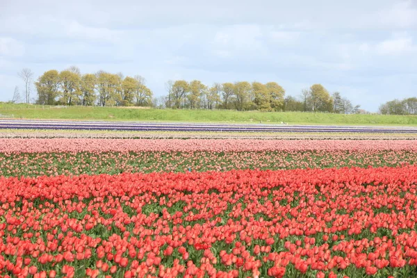 Tulips Field Tulips Various Colors Growing Field Flower Bulb Industry — Stock Photo, Image