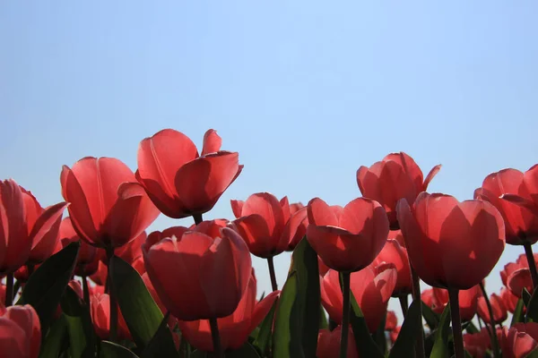 Transparante Roze Tulpen Een Verlichte Opname — Stockfoto