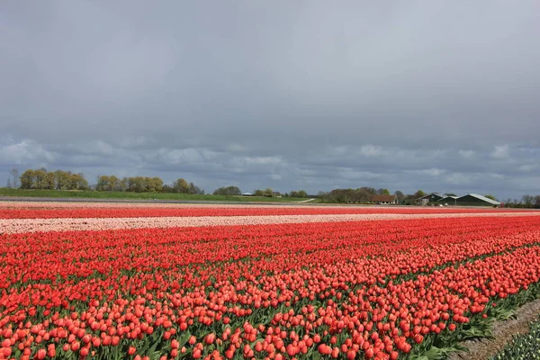 フィールド内のチューリップ フィールド上で成長している様々な色のチューリップ 花の球根産業 — ストック写真