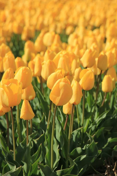 Yellow Tulips Field Flower Bulb Industry — Stock Photo, Image