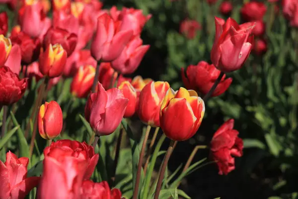 Tulipanes Rojos Rosados Campo Industria Bulbos Flores —  Fotos de Stock