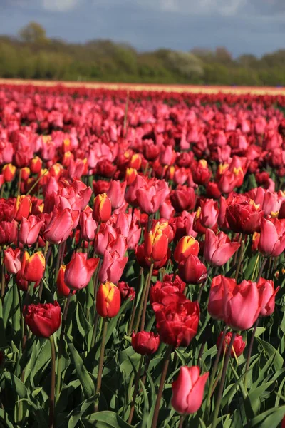 Rode Roze Tulpen Een Veld Bloembollenindustrie — Stockfoto