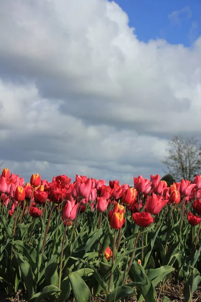 Rode Roze Tulpen Een Veld Bloembollenindustrie — Stockfoto