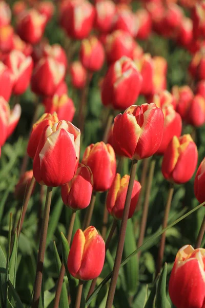 Röda Och Vita Tulpaner Ett Fält Blomsterlöksindustrin — Stockfoto