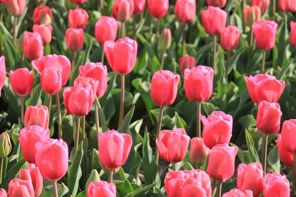 Tulipes Roses Dans Champ Industrie Des Bulbes Fleurs — Photo