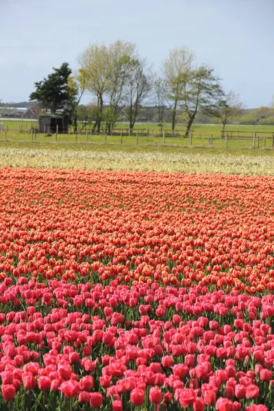 Tulipas Campo Tulipas Várias Cores Crescendo Campo Indústria Bulbo Flor — Fotografia de Stock