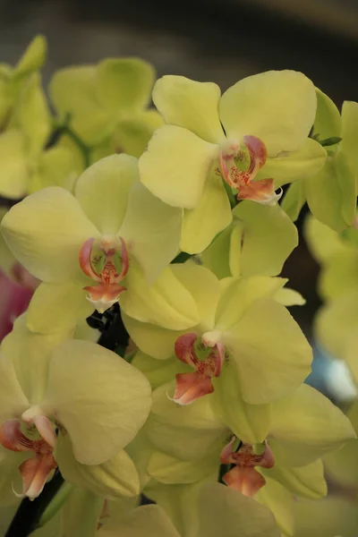 Phalaenopsis Orkidé Svagt Gul Och Rosa — Stockfoto