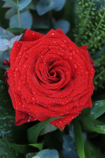 Wielka Mokra Czerwona Róża Deszczu — Zdjęcie stockowe