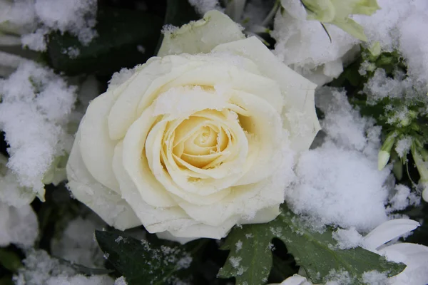 White Rose Covered Fresh Snowflakes — Stock Photo, Image